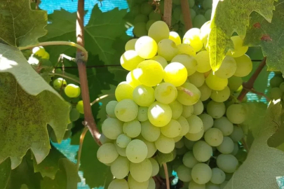 Salihli’de salkım güvesi uyarısı
