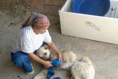 Çoban köpeğini tüfekle vurup sakat bıraktılar
