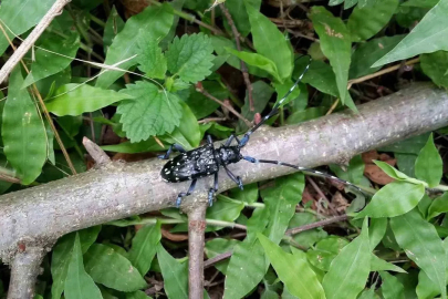 ’Drakula’ böceği Karadeniz’de yayılıyor
