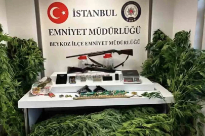 Beykoz’da uyuşturucu operasyonu: 117 kök hint keneviri ve çok sayıda silah ele geçirildi
