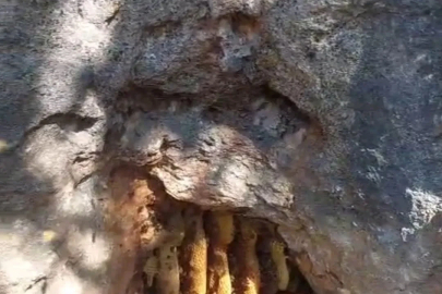 Elazığ’da kaya oyuğunda doğal bal
