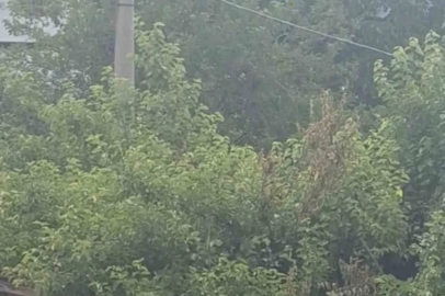 Safranbolu’da karganın "Allah" diye ses çıkardığı anlar kameraya yansıdı
