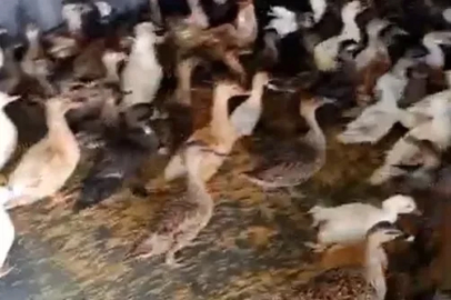Enez’de ticarete konu edilen 257 yabani kanatlı kuş ele geçirildi
