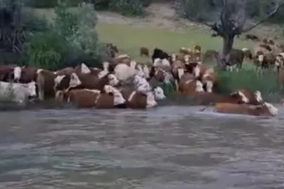 Sürü halinde suya girdiler, Kelkit Çayı’nı yüzerek geçtiler
