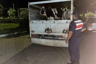 Çine’deki 365 bin liralık hayvan dolandırıcılığı jandarmaya takıldı

