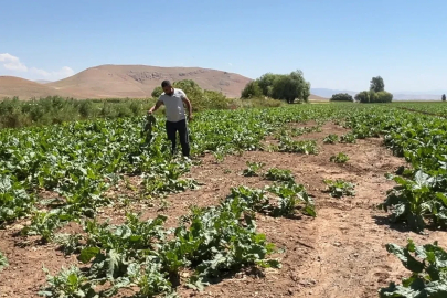 Ayılar ve domuz sürüleri çiftçinin emeğini talan etti
