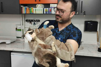 Keşan’da yüzündeki tümör alınan kedinin yüzüne canlı deri flebi taşındı
