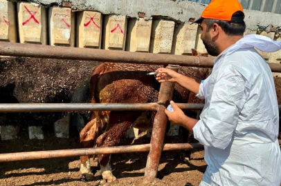 Çay’da ithal besilik hayvanlara sağlık kontrolü

