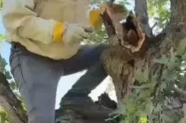 Elazığ’da ağacın gövdesinden 3 kilo bal çıktı
