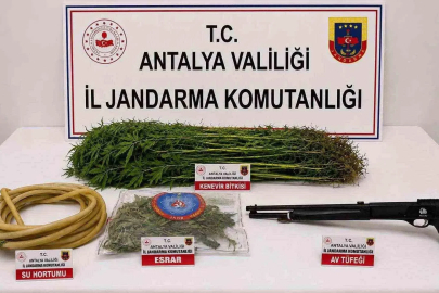 Alanya’da 120 kök kenevir ele geçirildi
