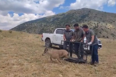 Bayburt’ta tedavisi tamamlanan yaban keçisi yeniden doğaya bırakıldı
