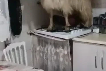 Eve kaçan keçiyi yakalayamadı..."Keçiyi polise ihbar edeceğim" diye tehdit etti
