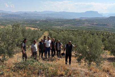 Zeytin ağaçlandırması orman köylüsüne gelir kapısı oluyor
