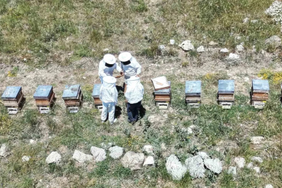 Erzincan’da kovanlar bal doldu, arıcılar hasadı bekliyor
