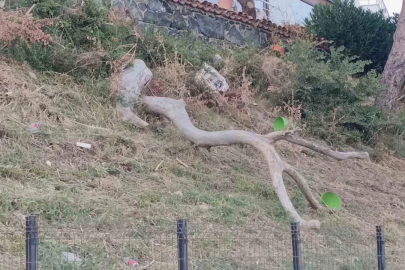Tekirdağ’da poyraz ağaçları devirdi
