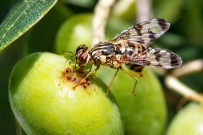 Erdek’te zeytin üreticilerine zeytin sineği uyarısı

