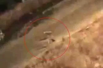 Baykan’da başıboş köpeklerin kediye saldırdığı anlar kamerada
