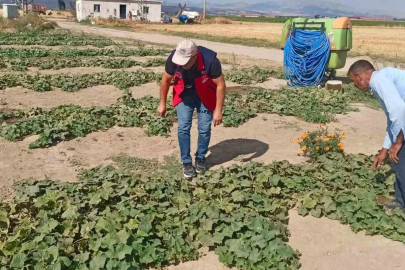Ürün verim ve rekolte tahmin çalışmaları sürüyor
