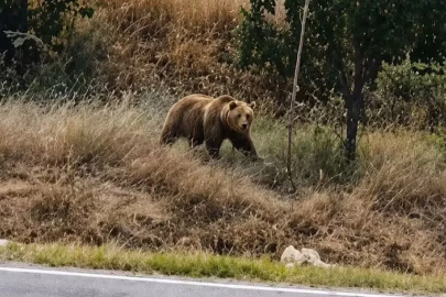 Subaşı beldesinde bozayı paniği
