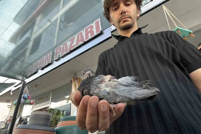Yaralı kuşa esnaf şefkati
