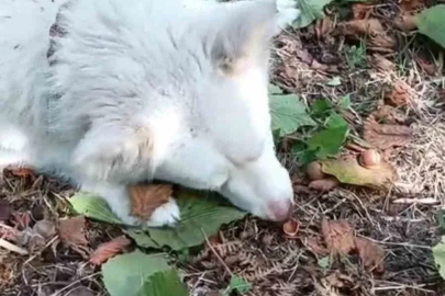 ’Seni gidi fındık kıran’
