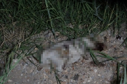 ATV aracın çarptığı yavru köpeğin taşla öldürüldüğü iddiası ortalığı karıştırdı

