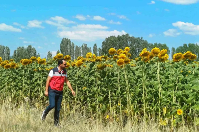 Çavdarhisar’da çerezlik ayçiçeği projesinde arazi kontrolleri
