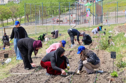 Toprakta hayat, sofrada bereket: Mahalle Bostanları’nda yaz hasadı
