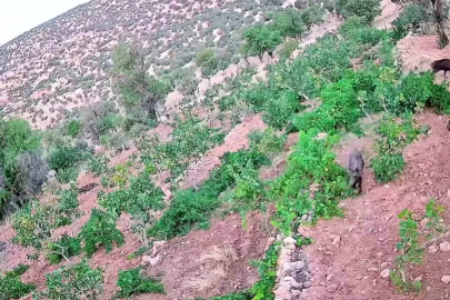 Gercüş’te domuz sürüsü bağ ve fıstık bahçelerine zarar verdi
