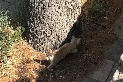 İtfaiyeden kedi kurtarma operasyonu
