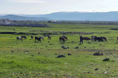 Ardahan’da Kuduz alarmı: Bölge karantinaya alındı
