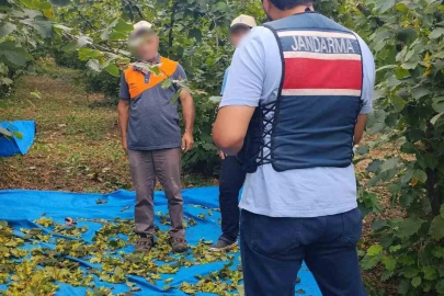 Fındık tarlalarında jandarma nöbeti
