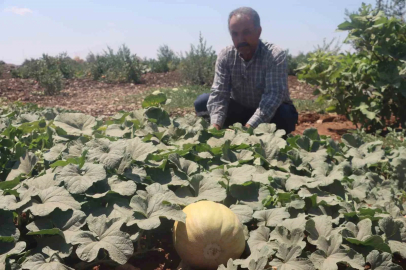 Asırlık tatlar sofralara gelmeye başladı
