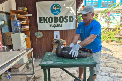 Nadir görülen karaleylek Sazlı’da yaralı halde bulundu
