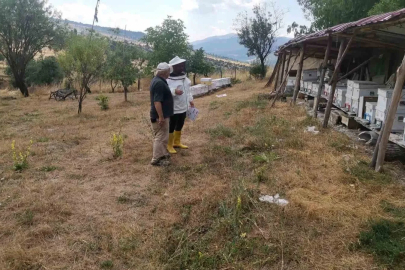 Emet’te arılı kovan tespit çalışması
