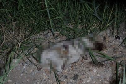 Kazada yaralanan yavru köpeği taşla öldürdüğü iddia edilen Alman vatandaşı deport edildi
