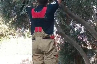 Patisi ağacın dalına sıkışan kedinin yardımına itfaiye yetişti
