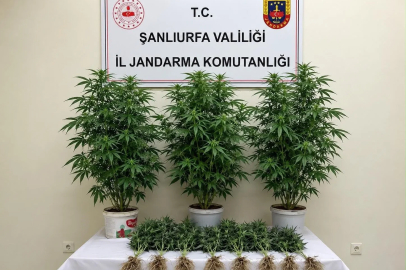 Bozova’da 13 kenevir bitkisi ele geçirildi
