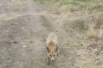 Yolda karşısına çıkan tilkiyi çerezle besledi
