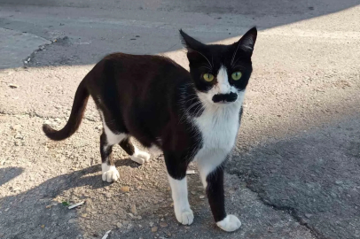 "Pala bıyıklı kedi" görenlerin dikkatini çekiyor
