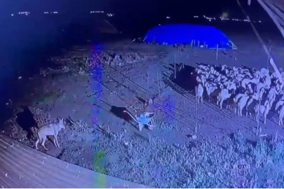 Kars’ta gece yarısı yerleşim yerine inen kurt güvenlik kamerasında
