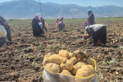Çölovası’nda patates hasadı sürüyor
