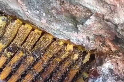 Bingöl’de kayalıklar arasında kilolarca bal çıkartıldı
