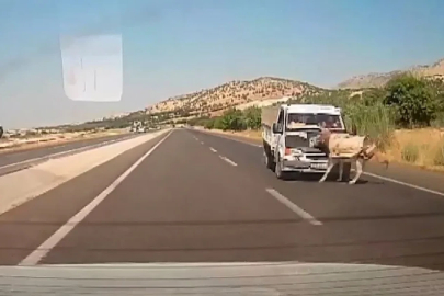 Kamyonetin çarptığı eşek metrelerce havaya fırladı

