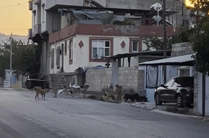 Gaziantep’te tedirgin eden görüntü: Başıboş sokak köpekleri sürü halinde
