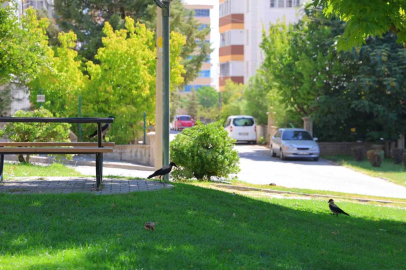 Kahramanmaraş’ta kargalar parkı mesken tuttu
