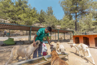 Mersin’de 3 bin 295 kedi ve köpek yeni yuvasına kavuştu
