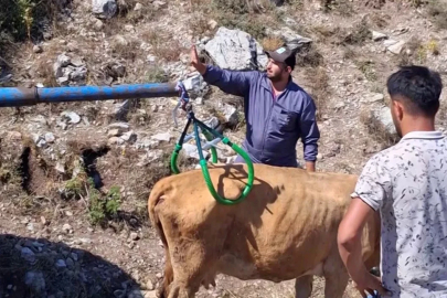 Çukura düşen hamile ineği önce serinletti, sonra kurtardı
