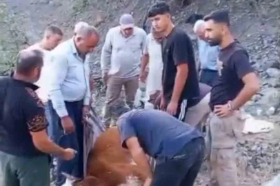 Siirt’te dağda mahsur kalan büyükbaş hayvan telef oldu
