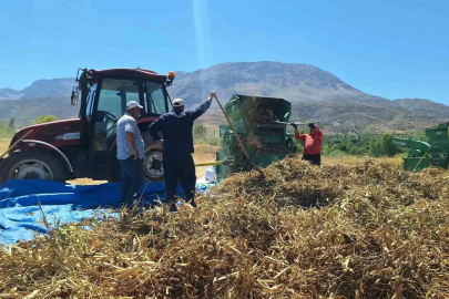 Erzincan’da fasulye hasadı başladı
